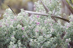 Indigofera candolleana