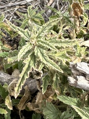 Sphaeralcea angustifolia