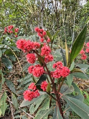 Miconia melastomoides