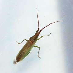 Stenodema vicinum