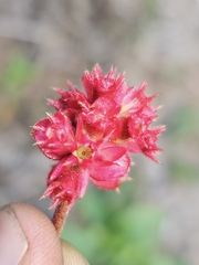 Miconia melastomoides