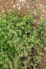 Centaurea calcitrapa