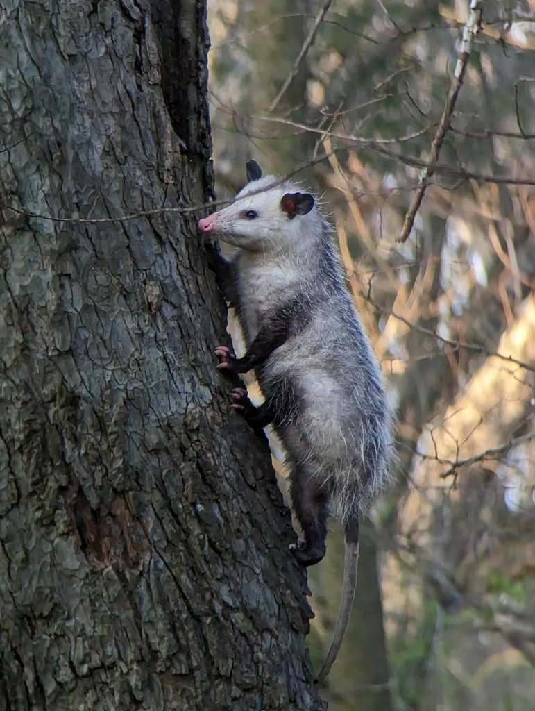 Virginia Opossum from Addicks / Park Ten, Houston, TX, USA on February ...