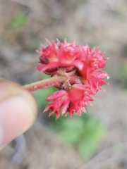 Miconia melastomoides