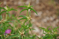 Centaurea calcitrapa