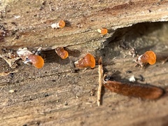 Dacrymycetaceae