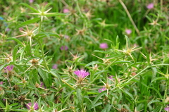Centaurea calcitrapa