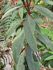 Miconia melastomoides