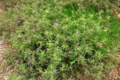 Centaurea calcitrapa