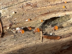 Dacrymycetaceae