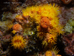 Tubastraea