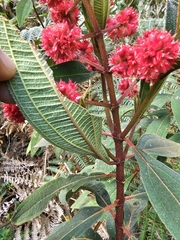 Miconia melastomoides