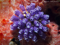 Clavelina puertosecensis