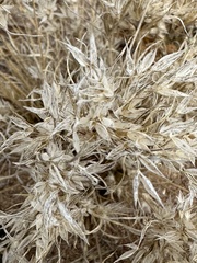Dasyochloa pulchella