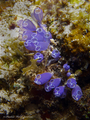 Clavelina puertosecensis