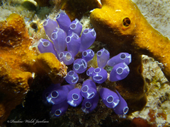 Clavelina puertosecensis