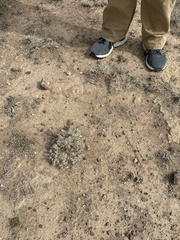 Dasyochloa pulchella