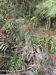 Miconia melastomoides