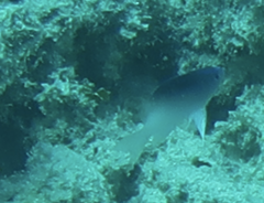 Chrysiptera rollandi