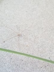 Pholcidae