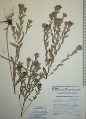 Symphyotrichum sericeum