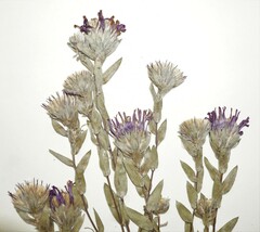 Symphyotrichum sericeum