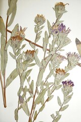 Symphyotrichum sericeum