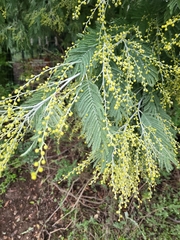 Acacia dealbata