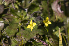 Tropidocarpum gracile