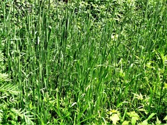 Phleum pratense pratense