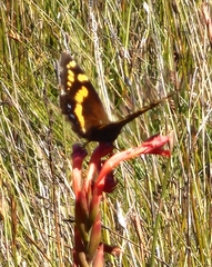 Aeropetes tulbaghia