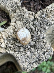 Gastropoda