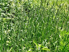 Phleum pratense pratense