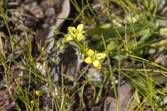 Tropidocarpum gracile