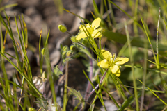 Tropidocarpum gracile
