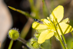 Tropidocarpum gracile
