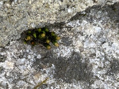 Orthotrichum anomalum