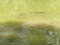 Cyprinus carpio