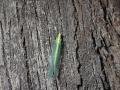 Apertochrysa edwardsi