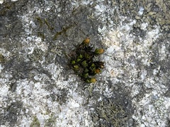 Orthotrichum anomalum