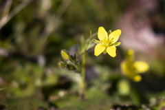 Tropidocarpum gracile