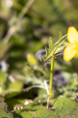 Tropidocarpum gracile