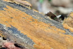 Fuscoporia ferruginosa