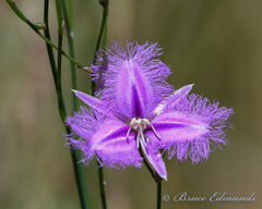 Thysanotus tuberosus