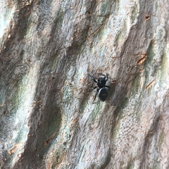 Zenodorus orbiculatus