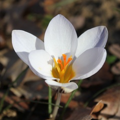 Crocus biflorus