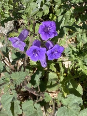 Phacelia minor