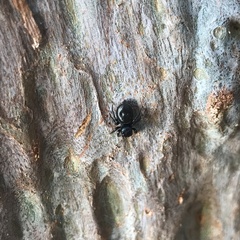 Zenodorus orbiculatus