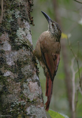 Xiphocolaptes albicollis