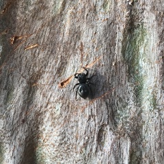Zenodorus orbiculatus